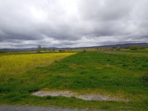 Mailupload-20240325-3 das Gelb lässt uns denken die Sonne würde aufgehen.jpg