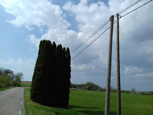 20170404 4 Telefon und Strom mitten durch die Bäume.jpg