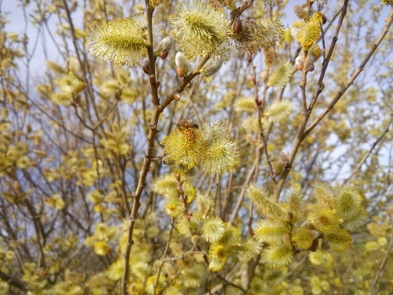 Datei:Mailupload-20240315-3 Frühling Biene bei der Arbeit.jpg